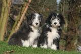 BEARDED COLLIE 435